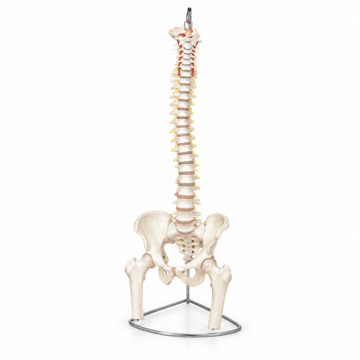Human Vertebral Model with Pelvis &amp; Femur Heads