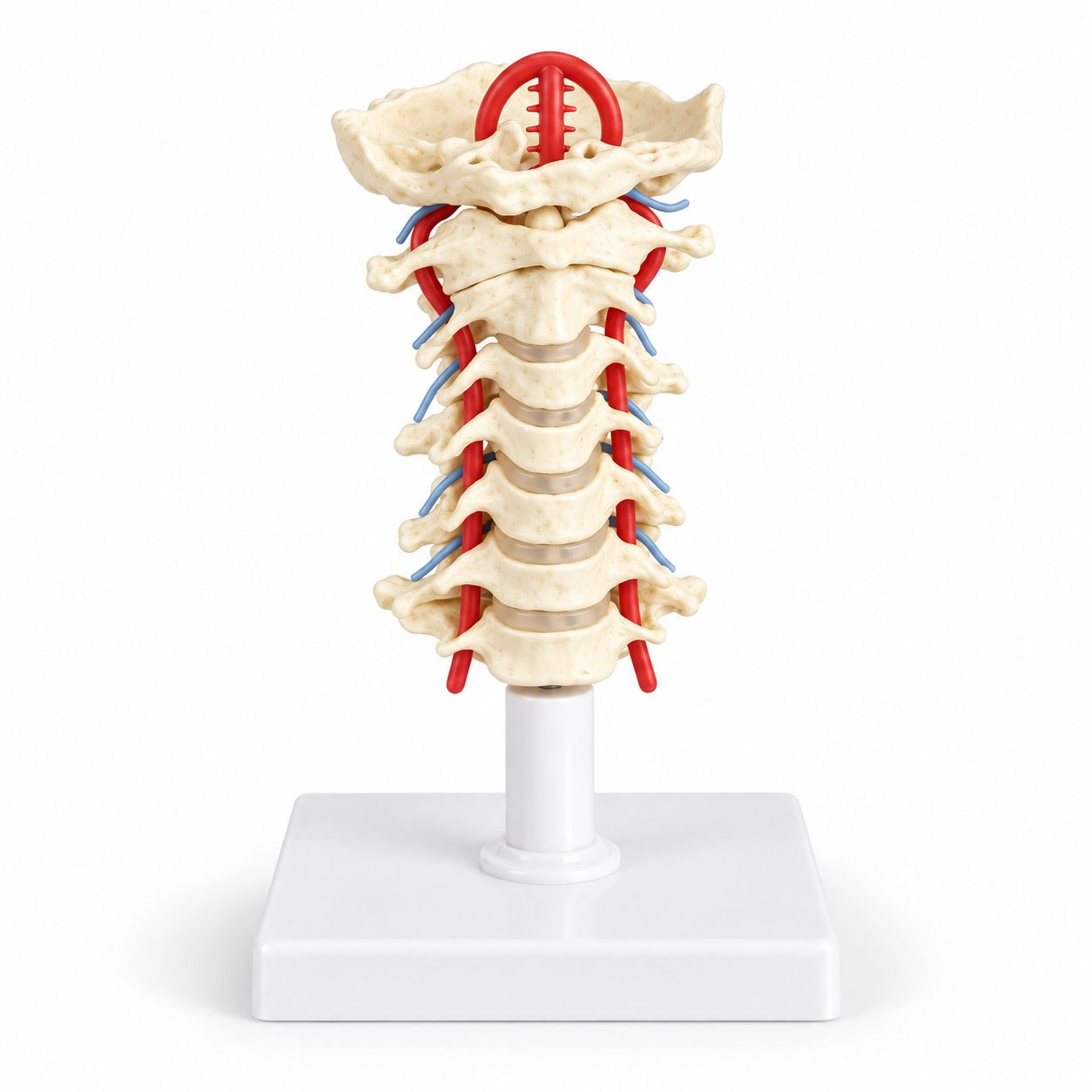 Human Cervical Spinal Column Model