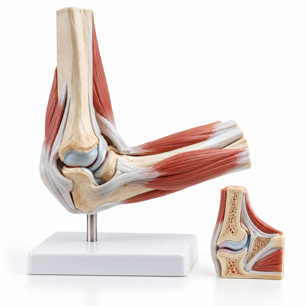 Human Elbow Joint Model, Functional
