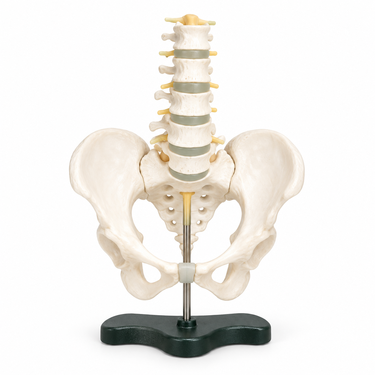 Human Pelvis Structural Model with 5 pcs Lumbar Vertebraes